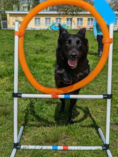 Hundesport?-Beitrag-Bild
