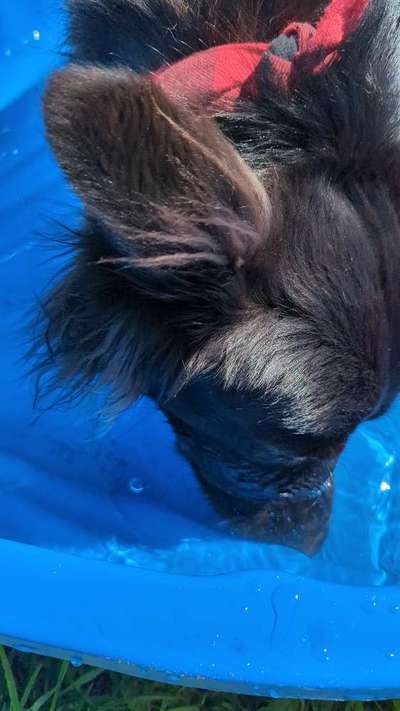 Dogorama Photo Challenge - Wasserspiele-Beitrag-Bild