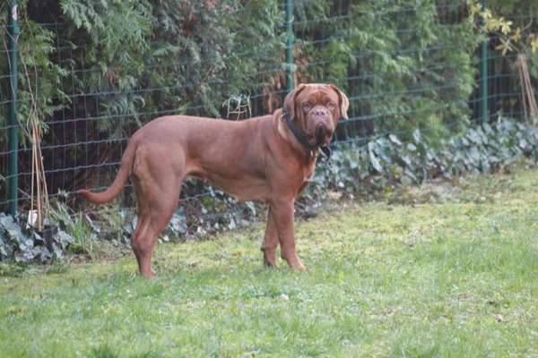 Foto's und Hundemodels-Beitrag-Bild