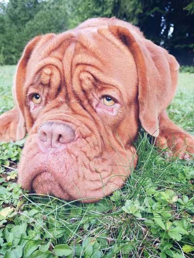 Die Dogorama Kalender Challenge Titelbild-Beitrag-Bild