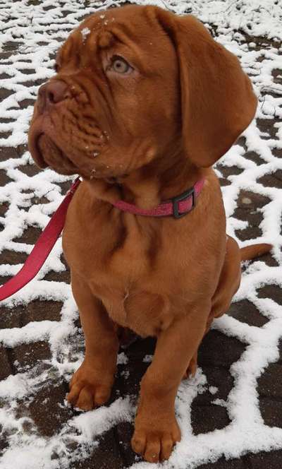 Welpen Bilder !-Beitrag-Bild