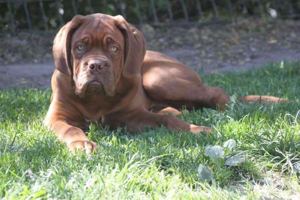 Welpen Bilder !-Beitrag-Bild