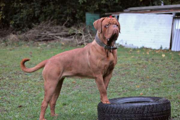 Foto's und Hundemodels-Beitrag-Bild