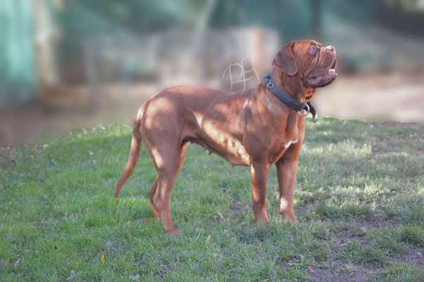 Reinrassige Hunde?-Beitrag-Bild