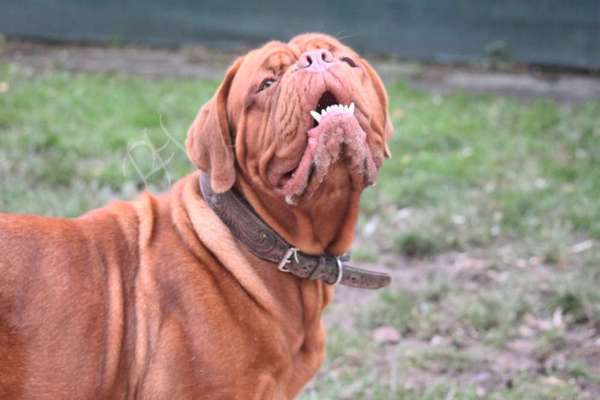 Reinrassige Hunde?-Beitrag-Bild