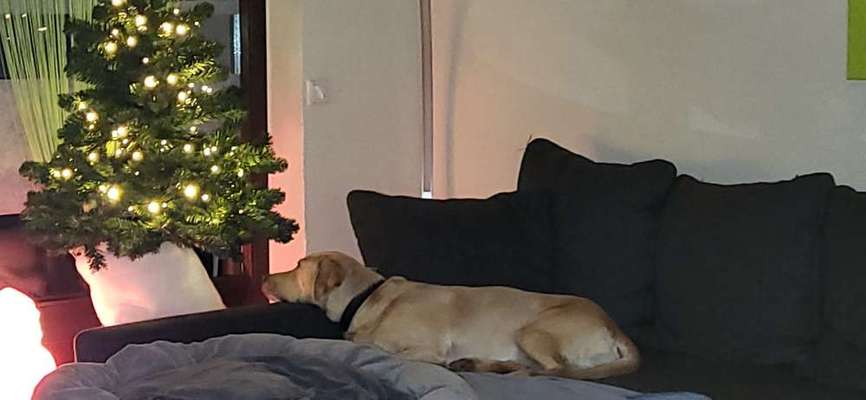 Dogorama Photo Challenge - Weihnachtsbaum-Beitrag-Bild