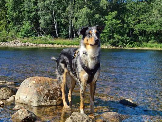 Hundetreffen-Gemeinsame Gassirunde-Bild