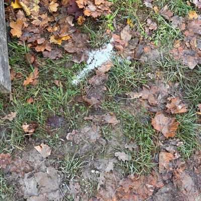 Giftköder-Undefinierbares weißes Pulver (Gift?!)-Bild