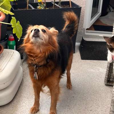 Hundetreffen-FFM Sossenheim- Höchst Gassirunde-Bild