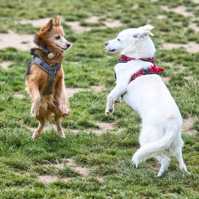 Hundetreffen-Hundetreffen-Bild