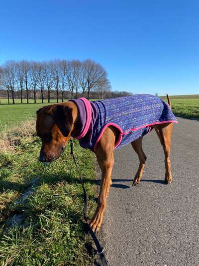 Hundetreffen-Gassirunde oder Toberunde auf der Hundewiese-Bild