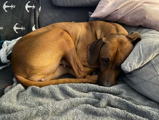 Rhodesian Ridgeback-Beitrag-Bild