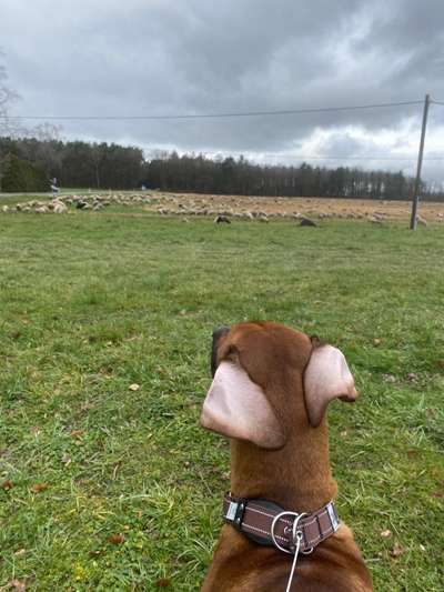 Rhodesian Ridgeback-Beitrag-Bild