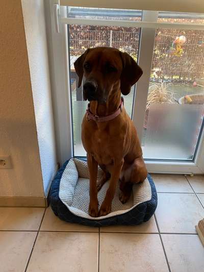 Rhodesian Ridgeback-Beitrag-Bild