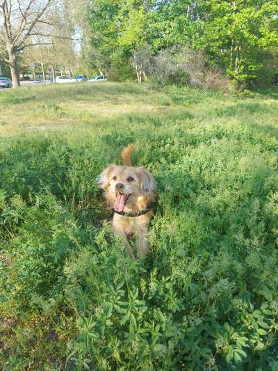 Die Dogorama Monats Challenge "Es grünt und blüht"-Beitrag-Bild