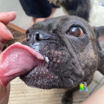 Fotochallenge Nr. 59 - Mein Hund zeigt die Zunge-Beitrag-Bild