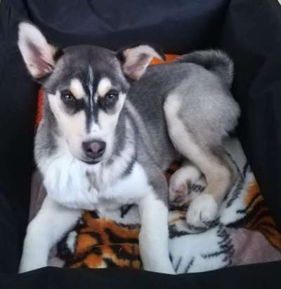 Welpen Bilder !-Beitrag-Bild