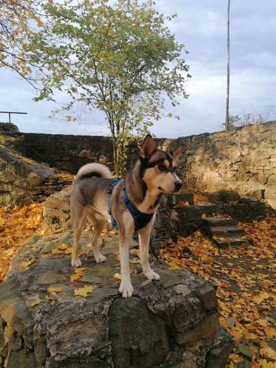 Die Dogorama Kalender Challenge Teil 1/4-Beitrag-Bild