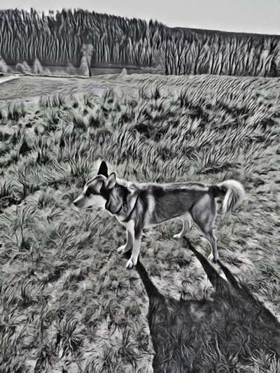 Photomontagen mit Hund-Beitrag-Bild