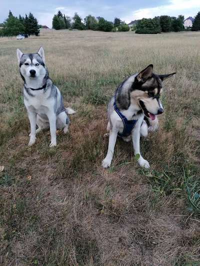 Husky-Beitrag-Bild