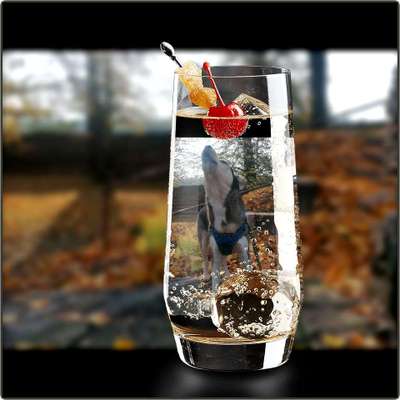 Photomontagen mit Hund-Beitrag-Bild