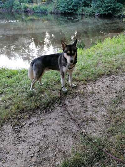 Dogorama-Monats-Challenge-Mai "Wasser"-Beitrag-Bild