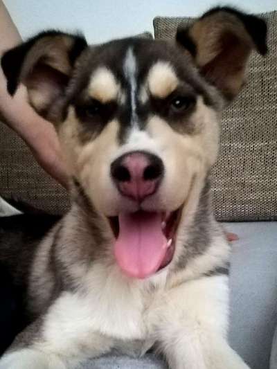 Als Welpen sind sie alle noch süßer-Beitrag-Bild