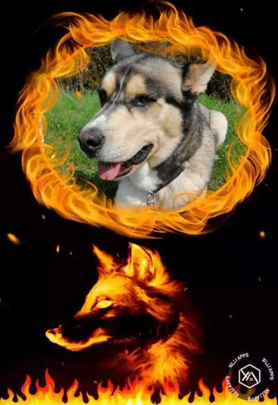 Photomontagen mit Hund-Beitrag-Bild