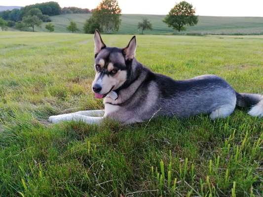 Husky-Beitrag-Bild