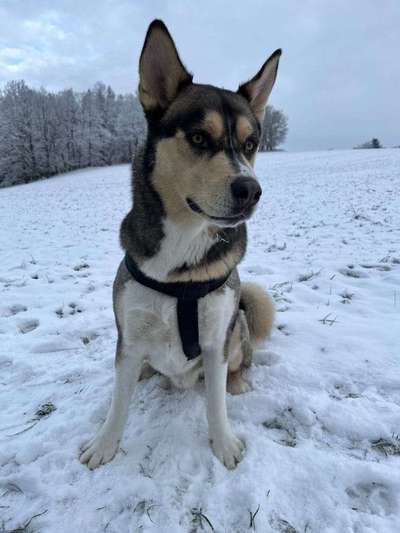 Nordische Hunde-Beitrag-Bild