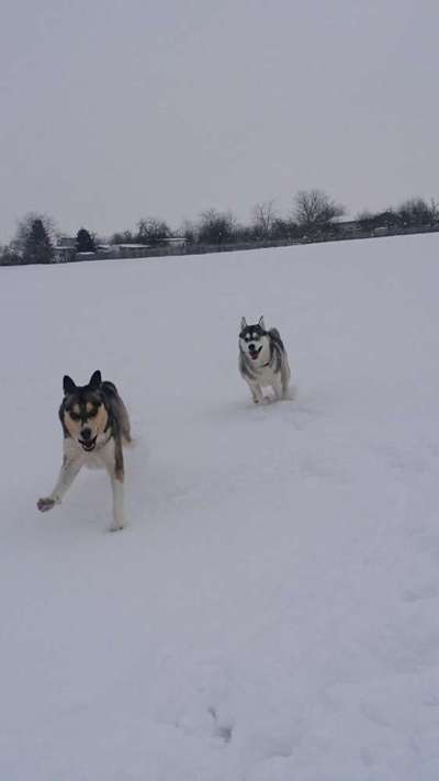 Zeigt die schönsten Schneebilder von eurer Fellnase ❄️-Beitrag-Bild