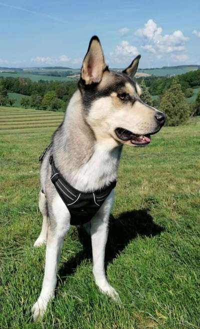 Nordische Hunde-Beitrag-Bild