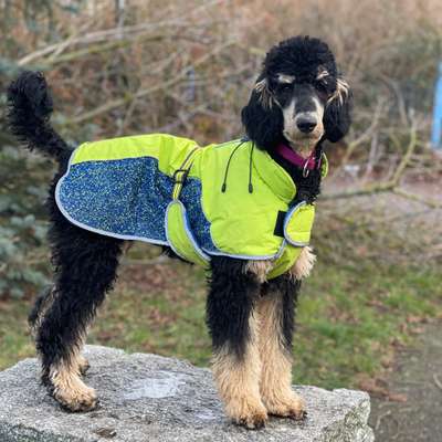 Hundetreffen-Welpentreffen in Leipzig-Bild