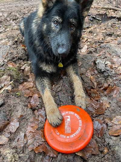 Dogorama Photo Challenge - Lieblingsspielzeug!-Beitrag-Bild