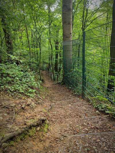 Hundeauslaufgebiet-Schlupkothener Steinbruch-Bild