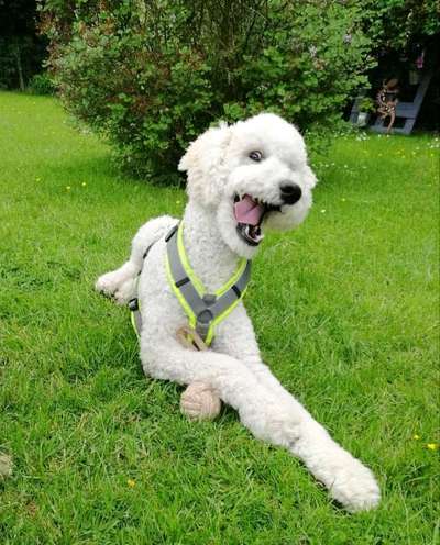 Alles rund um den Pudel-Beitrag-Bild