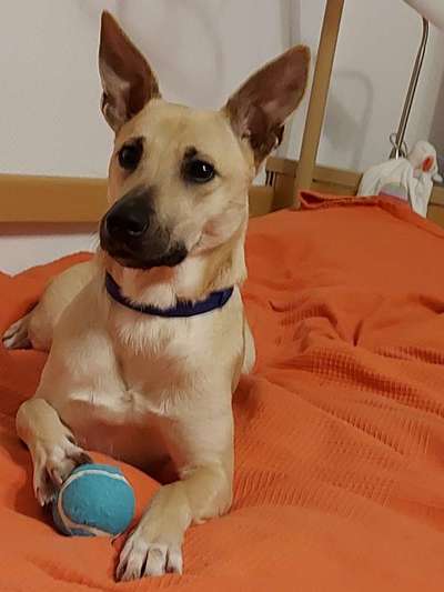 Auslandstierschutz-Beitrag-Bild