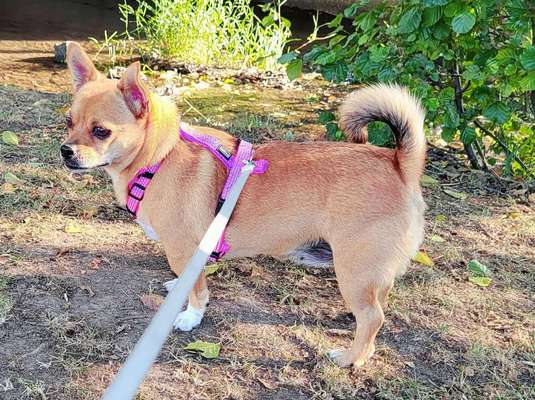 TierschutzhundeStammtisch🐕-Beitrag-Bild