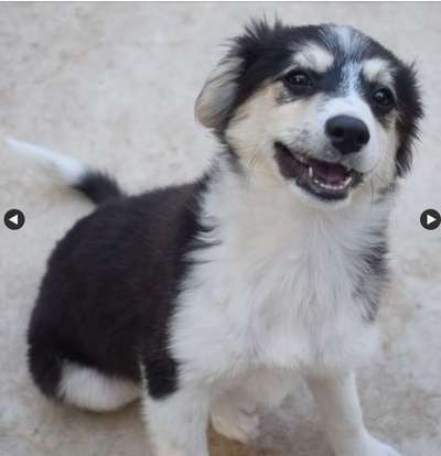 Welpen Bilder !-Beitrag-Bild