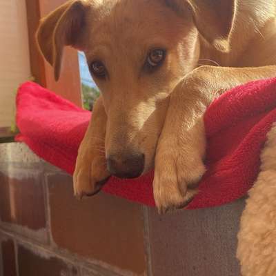 Hundetreffen-Spiel-/Gassitreff-Bild