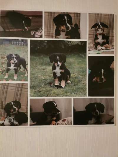 Welpen Bilder !-Beitrag-Bild