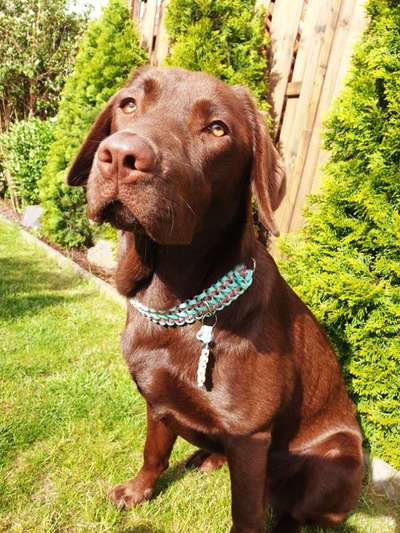 Selbstgemachte Artikel für Hunde-Beitrag-Bild