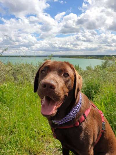 Wo sind meine Labrador Freunde-Beitrag-Bild