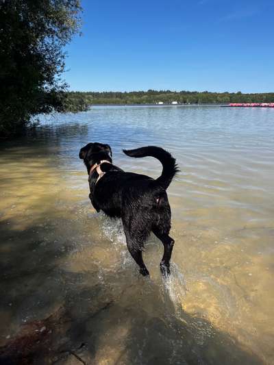 Hundetreffen-Spazieren und Toben-Bild