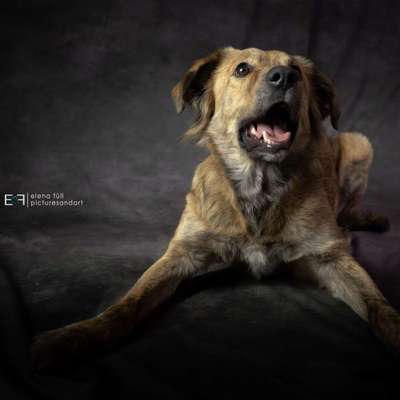 Hundetreffen-Gemeinsame Spaziergänge-Bild