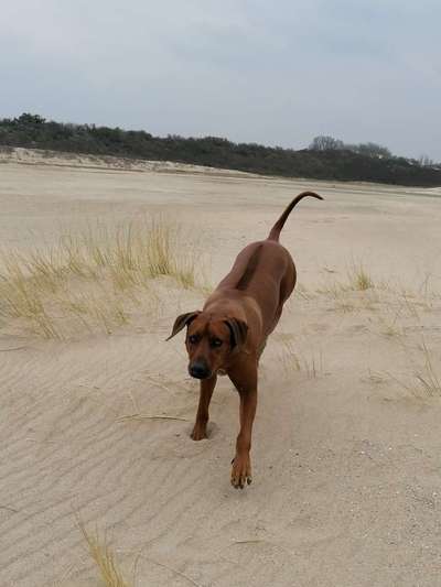 Hundetreffen-Trainings-/Spaßspaziergang, Gassirunde-Bild