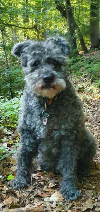 Unsere Fellnasen-Vielfalt im Überblick!-Beitrag-Bild