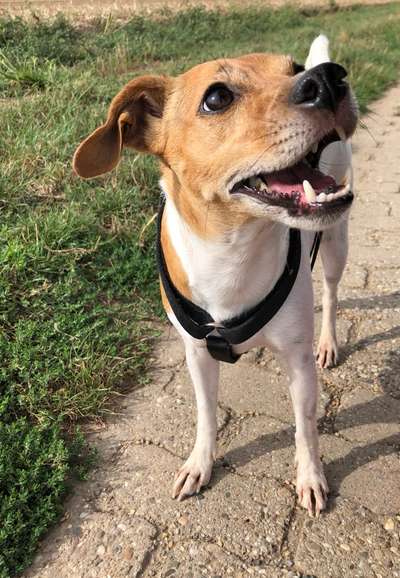 Jack Russel-Beitrag-Bild