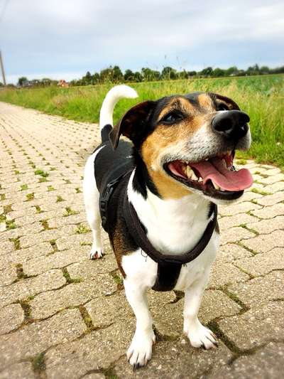 Jack Russel-Beitrag-Bild