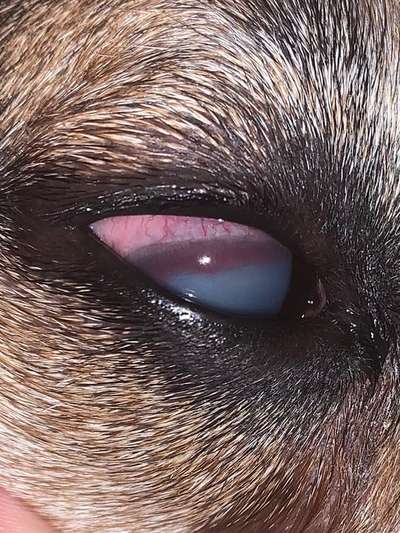 Trübes Auge bei Bindehautentzündung?-Beitrag-Bild